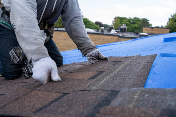 Best Roof Moss and Algae Removal  in Sale Creek, TN